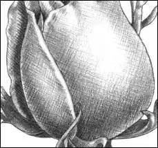 鐜懓绱犳弿鏁欑▼,绱犳弿鐜懓鐢绘硶鏁欑▼