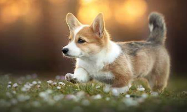 柯基犬一天吃多少狗粮正常,柯基犬一天需要吃多少狗粮