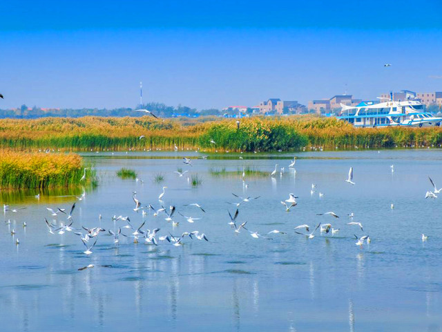 大漠驼铃玉龙沙湖风景,大漠戈壁驼铃