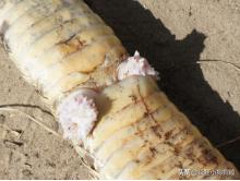 这些猫狗的照片,我也就看了10000多遍!