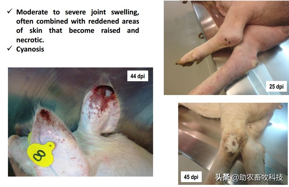 猪场感染疑似慢性非洲猪瘟与混感蓝耳等疾病如何快速净化措施