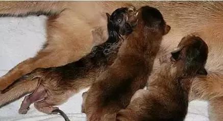 怀孕母猫如何照顾?怀孕期间及生产后的注意事项？