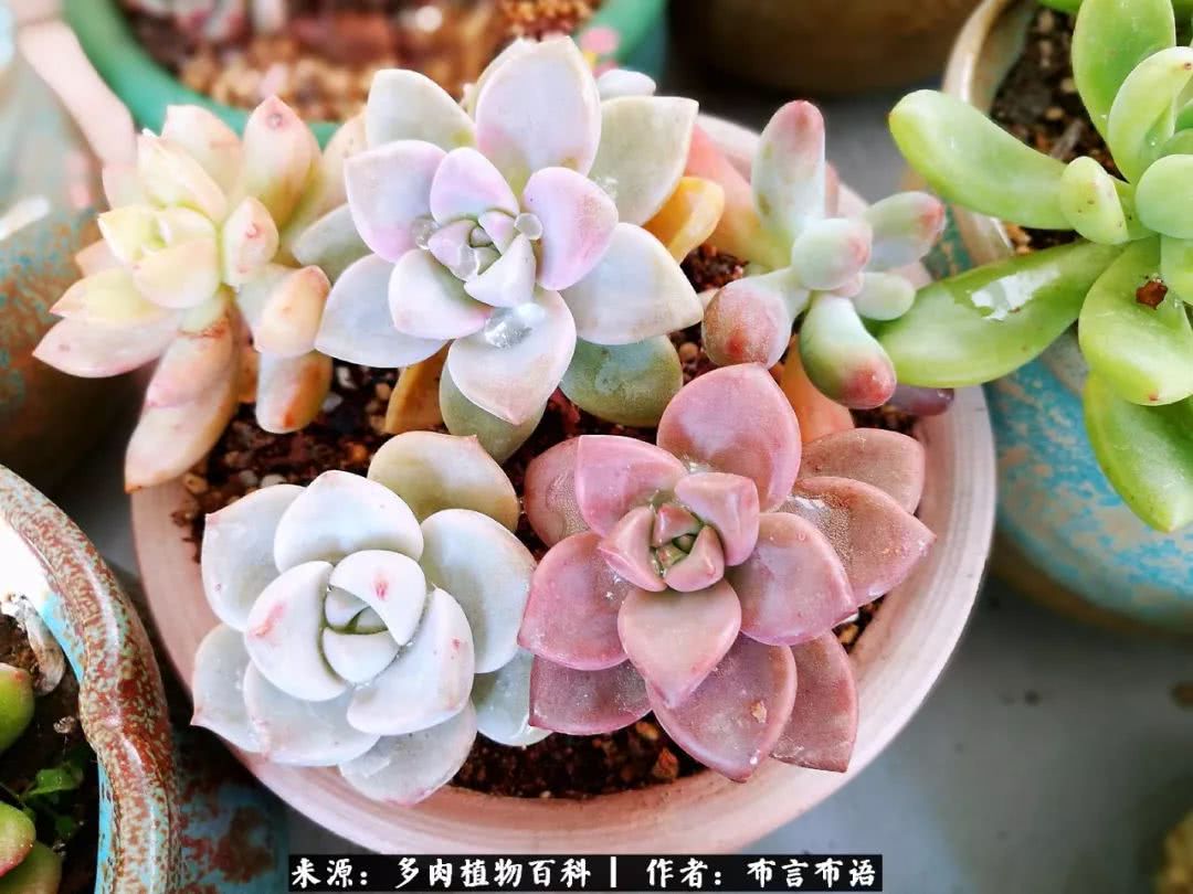 从多肉上感悟人生,多肉的真实生活感悟