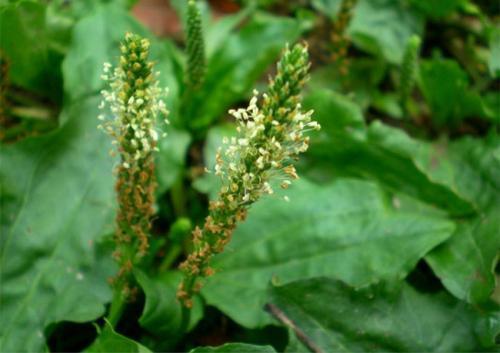 农村常见的一种野草,农村常见的一种野草竟然可以吃