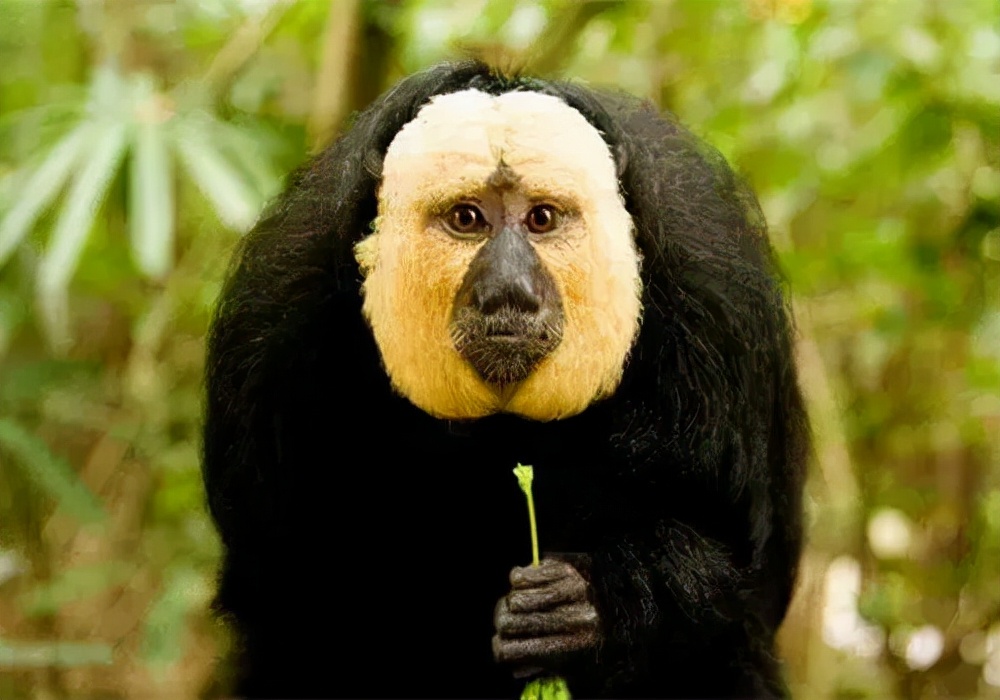 10大长相比较奇怪的动物,你认识多少种长相奇怪的动物