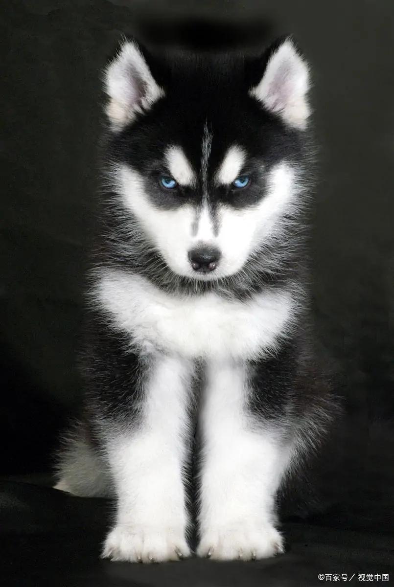 哈士奇你不知道的冷知识,哈士奇热门知识