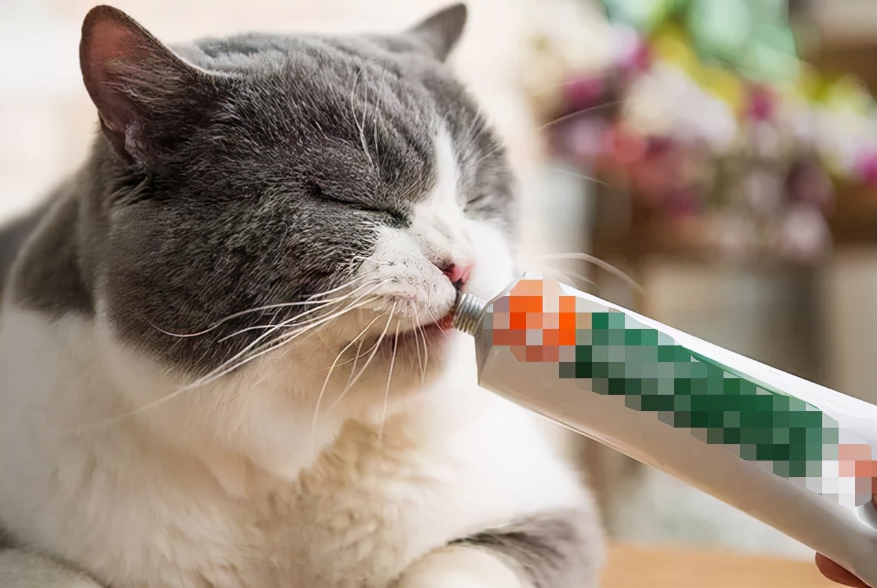 养猫省钱好物推荐清单,养猫必买的东西清单