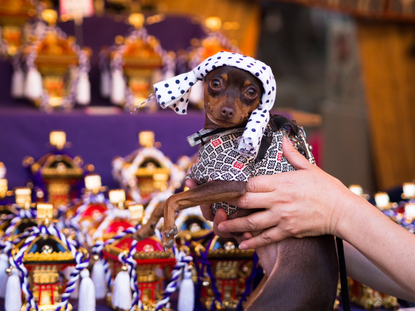 行摄日本丨东京三大祭之浅草三社祭(一)尼康d810、奥林巴斯em10