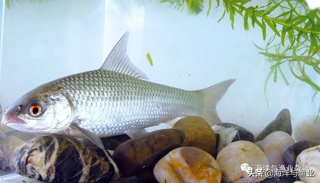 北方江河常见水生生物,陆生生物水生生物有哪些