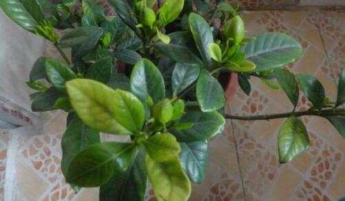 栀子花黄叶的原因及处理方法图片,栀子花几种黄叶现象