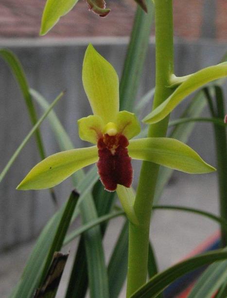 青山玉泉兰花花芽分化时间,冬季兰花花芽分化期能喷水吗