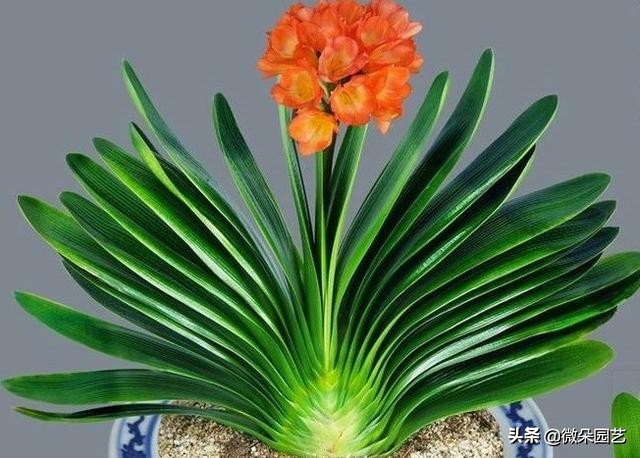 君子兰的叶子长歪了如何矫正,君子兰叶子怎么不让长歪