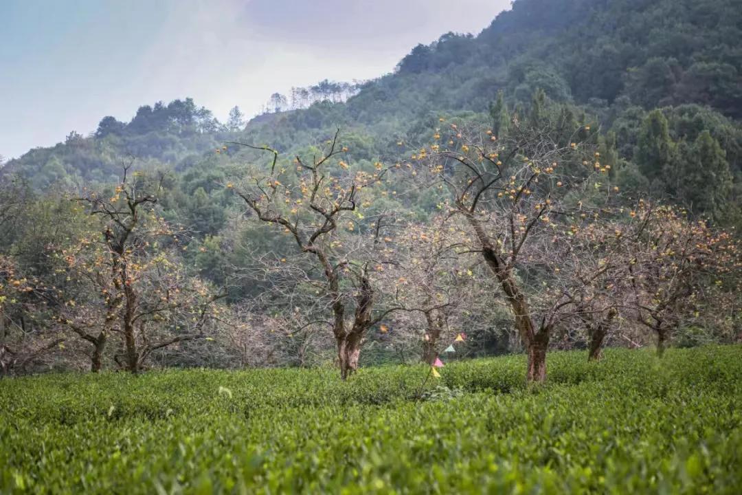 杭州最佳赏秋路线推荐,杭州附近赏秋的地方