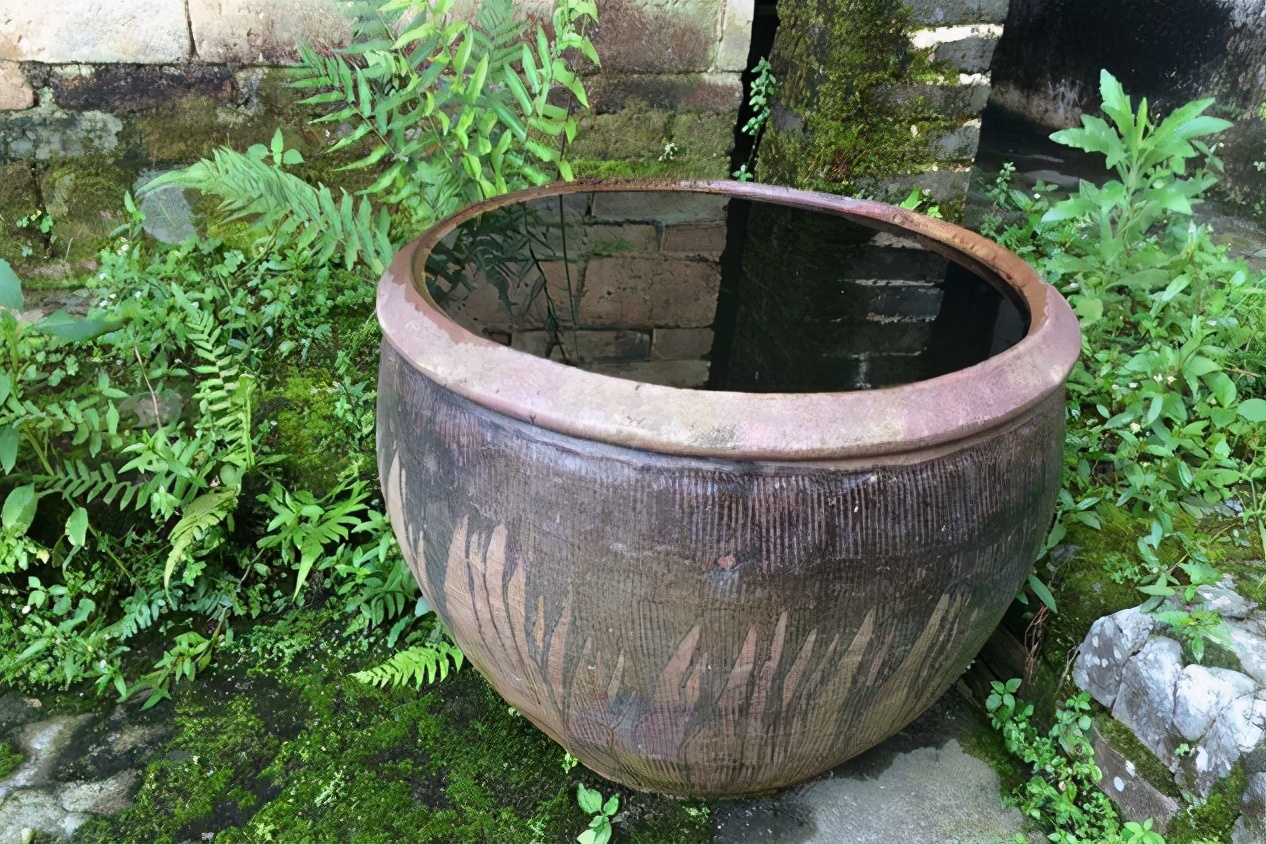 野生鲫鱼凶吗,鲫鱼生命力有多恐怖