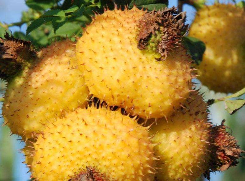 榴莲最便宜的水果,和榴莲一个档次的水果有哪些