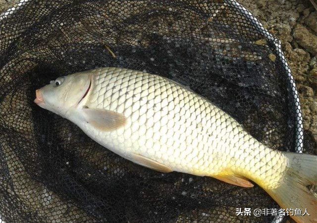 野钓急流水七星漂调漂最佳方法,野钓七星漂调漂最佳方法新手