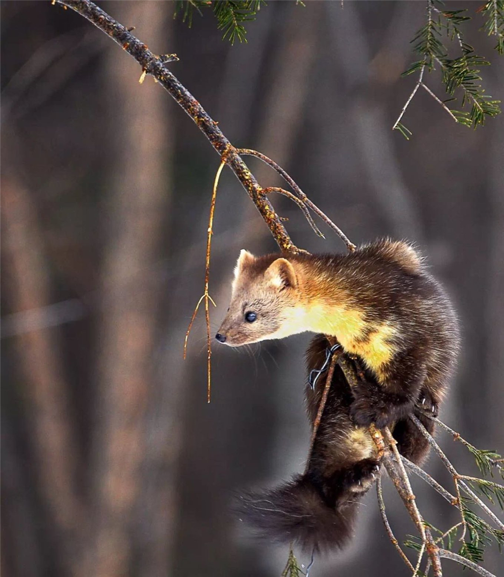 萌化延边发现珍稀紫貂,罕见紫貂现身长白山