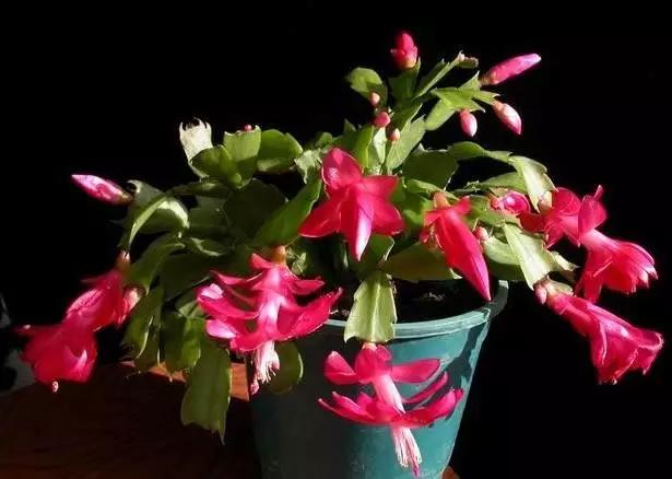 养花如何不把花养死,养花老是养死