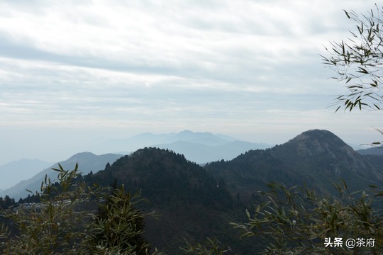 正宗南岳云雾茶,南岳区高山云雾茶制作