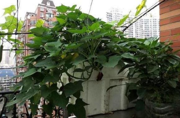 芦笋阳台种菜,菜园怎么种芦笋