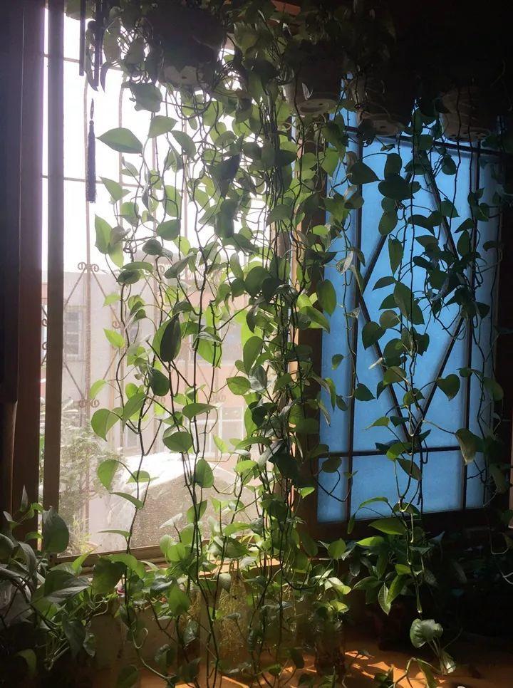绿萝养得好的秘密,绿萝长得太长会有什么不吉利吗