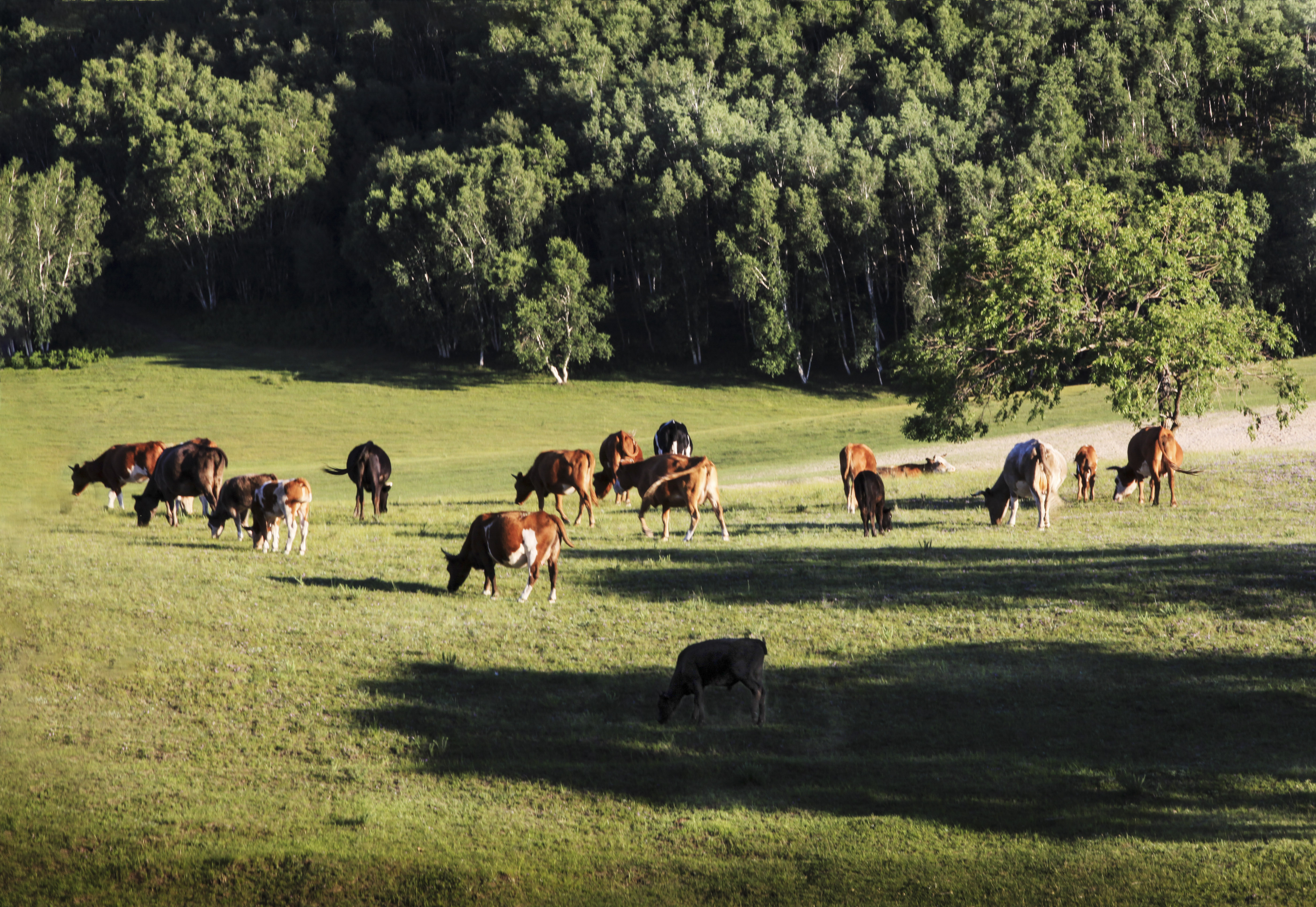 大美坝上草原全景,大美坝上风光系列之一