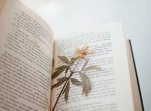 她用这种高颜值的干花装饰家里，隔壁邻居都惊叹不已