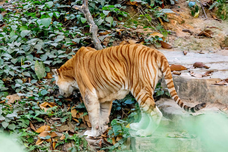 玩转广州长隆野生动物世界之行,广州长隆动物世界游玩攻略图