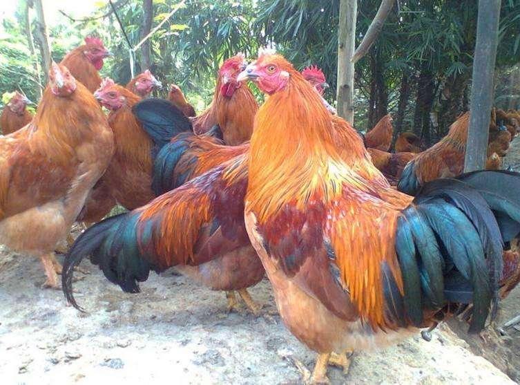 母鸡长鸡冠怎么回事,母鸡如何快速长黄油