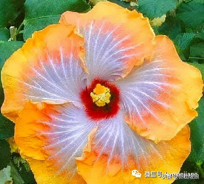 大红花和扶桑木槿有什么区别,木槿花和扶桑花哪个品种好