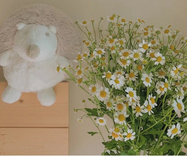 洋甘菊花怎么养护,洋甘菊的醒花及养护