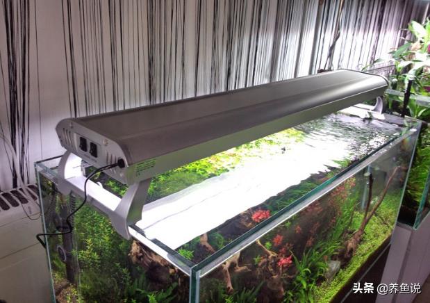 观赏鱼鱼缸养护工具,鱼缸观赏鱼给氧器