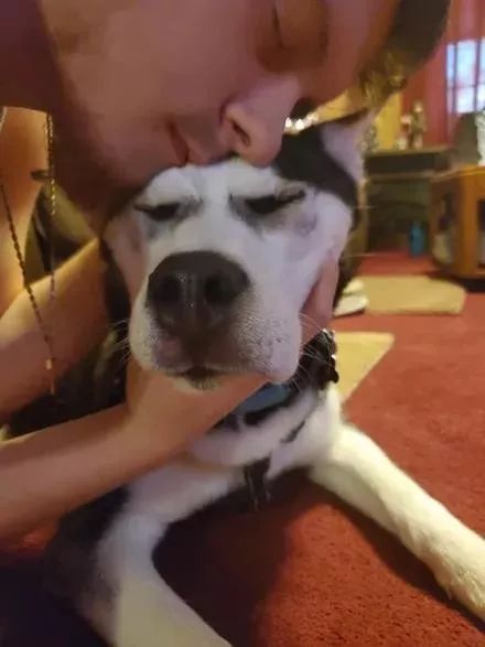 二哈碰到蜜蜂视频,被蜜蜂叮到二哈