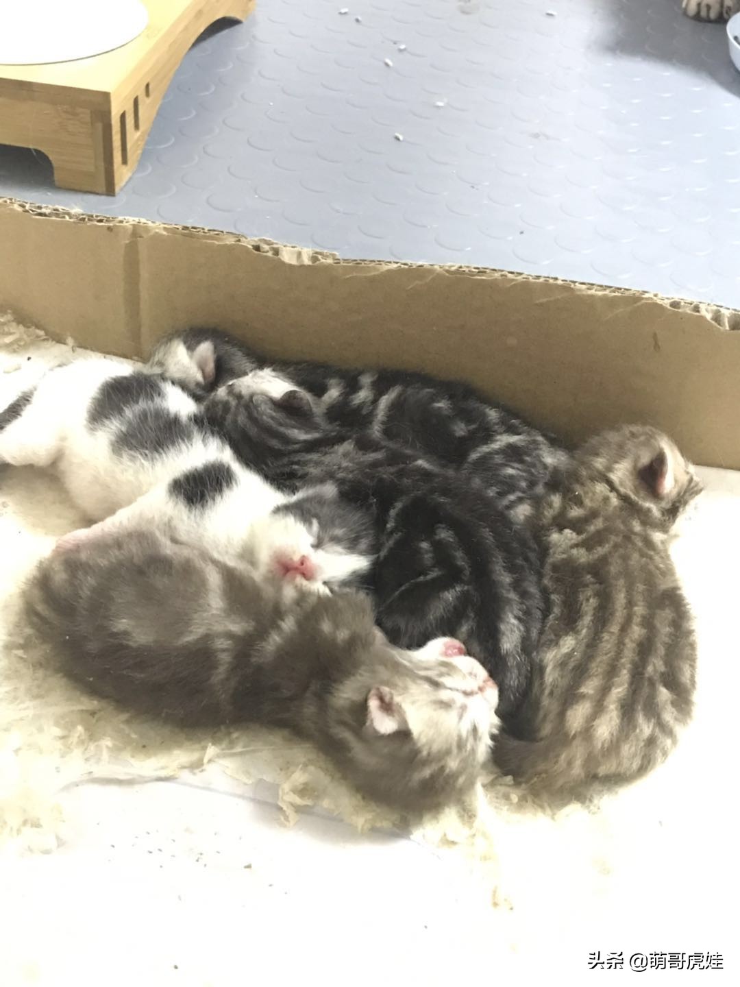 刚买来的小母猫,刚买回来的母猫幼年白狸猫