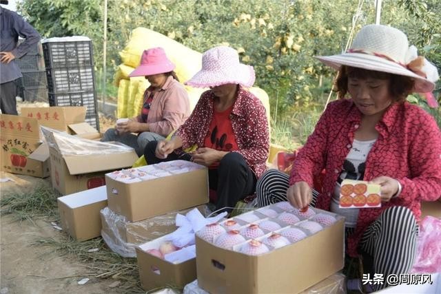 包苹果的女人,文/边丽萍