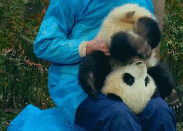 国内可以看熊猫吗,看熊猫要到哪里看