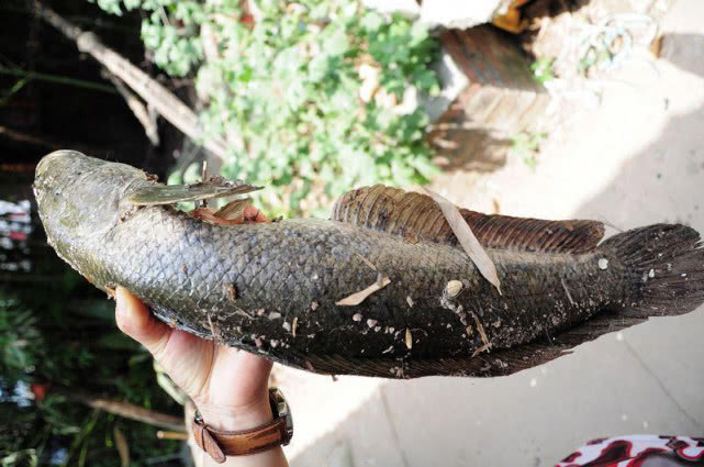 钓黑鱼妙招,钓黑鱼最好的办法视频