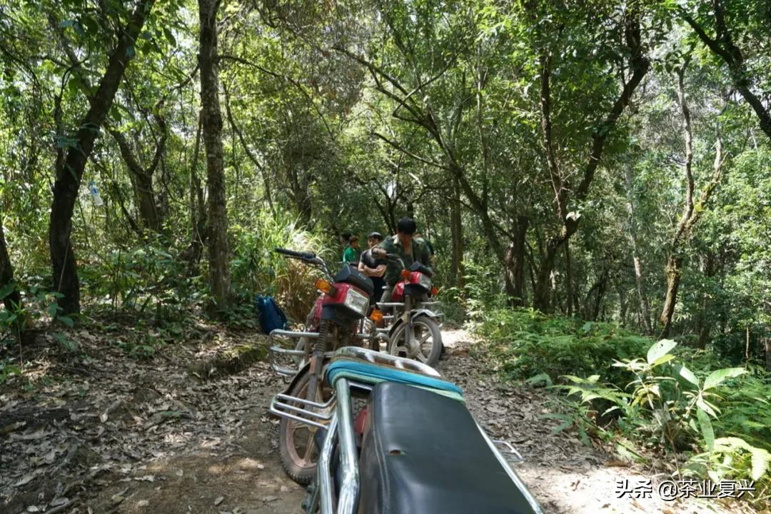 薄荷塘纯料茶,薄荷塘茶加工