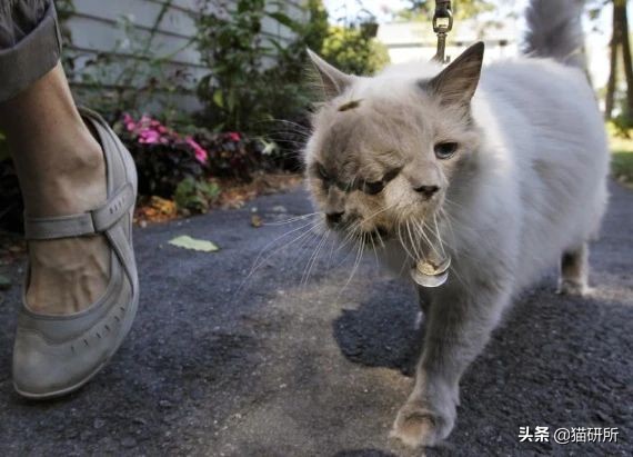 流浪小奶猫被带走猫妈妈会伤心吗,小奶猫会因为什么原因死亡