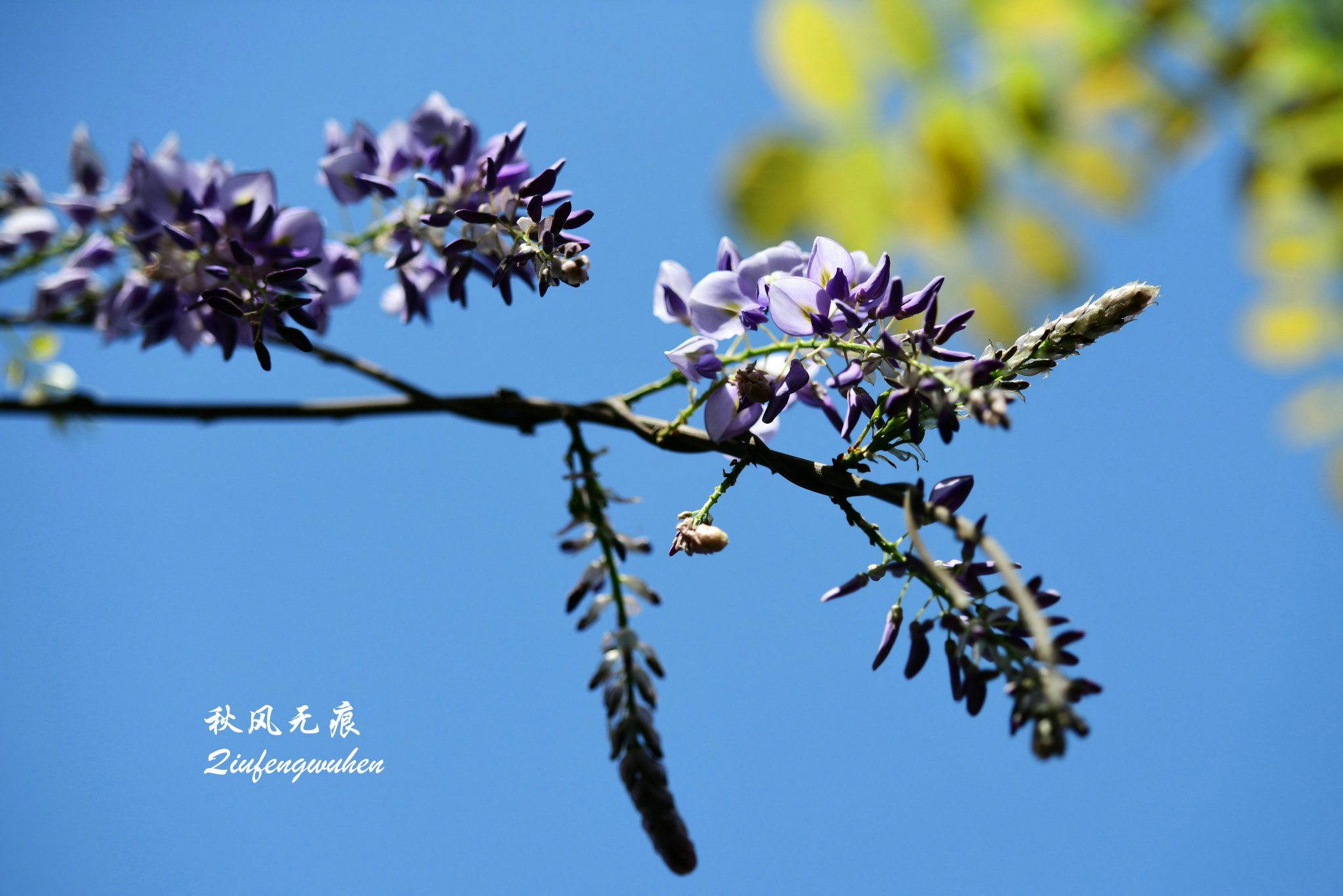 四月的春风西安,四月春风里的樱花
