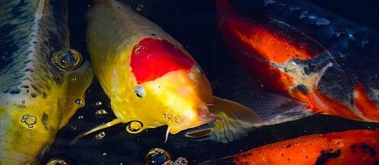 养鱼这么多年，是否还在为流量扬程排气量等困扰？