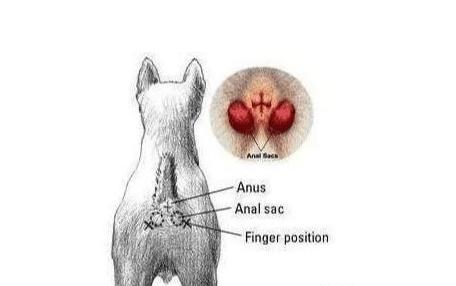 狗狗身上没味吗,狗狗身上有油不洗干净