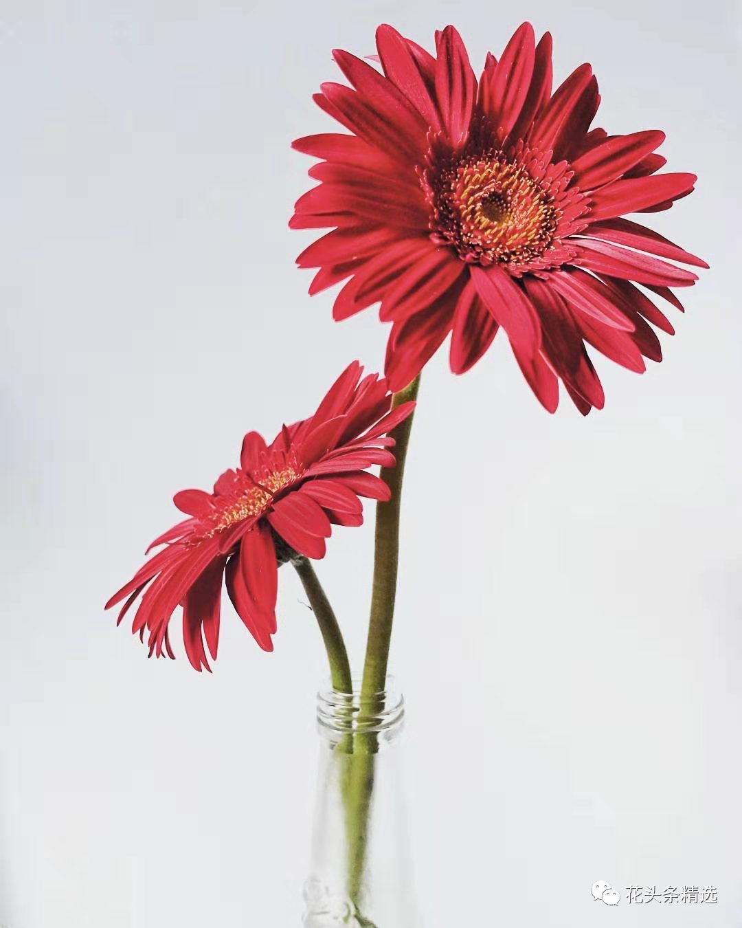 非洲菊到底怎么养护，这篇要收藏！