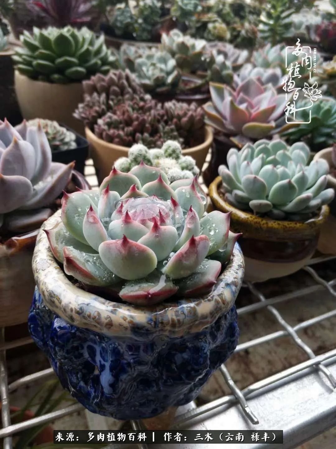 结缘多肉，阳台这一亩三分地就是我的世外桃源