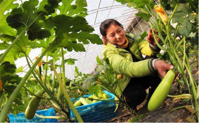 西葫芦容易有哪些病害,西葫芦化瓜什么原因