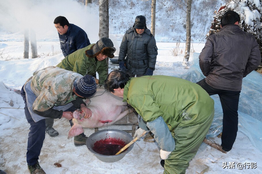 南方人感受东北杀年猪,冰天雪地杀年猪热气腾腾东北味