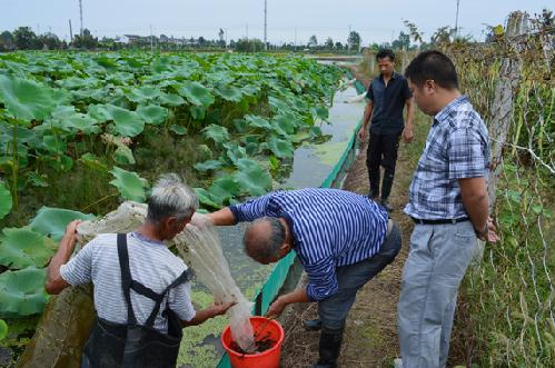 致富经泥鳅水稻生态养殖,湖北庄稼汉泥鳅养殖前景广阔