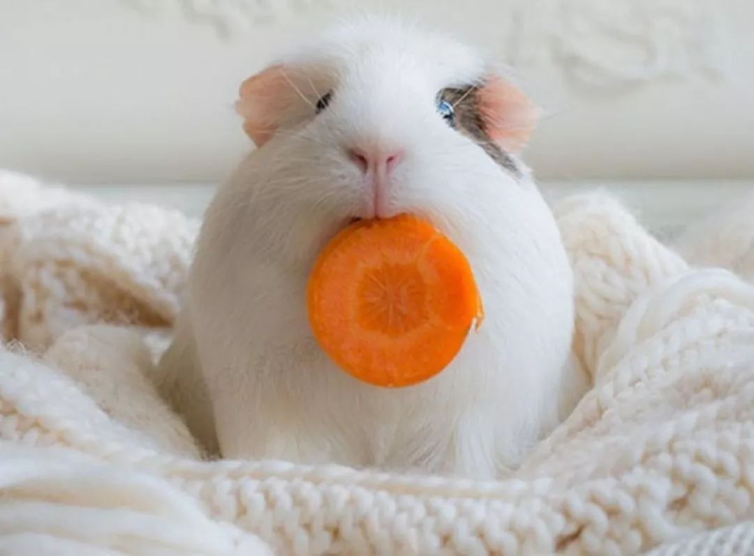 吃豚鼠、擦豚鼠、拿豚鼠通灵、把豚鼠当货币。豚鼠：我太难了