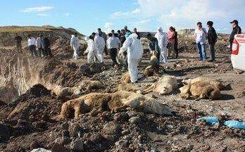 养牛户注意了,这种病感染牛同时传染人后不孕不育、教你怎么预防