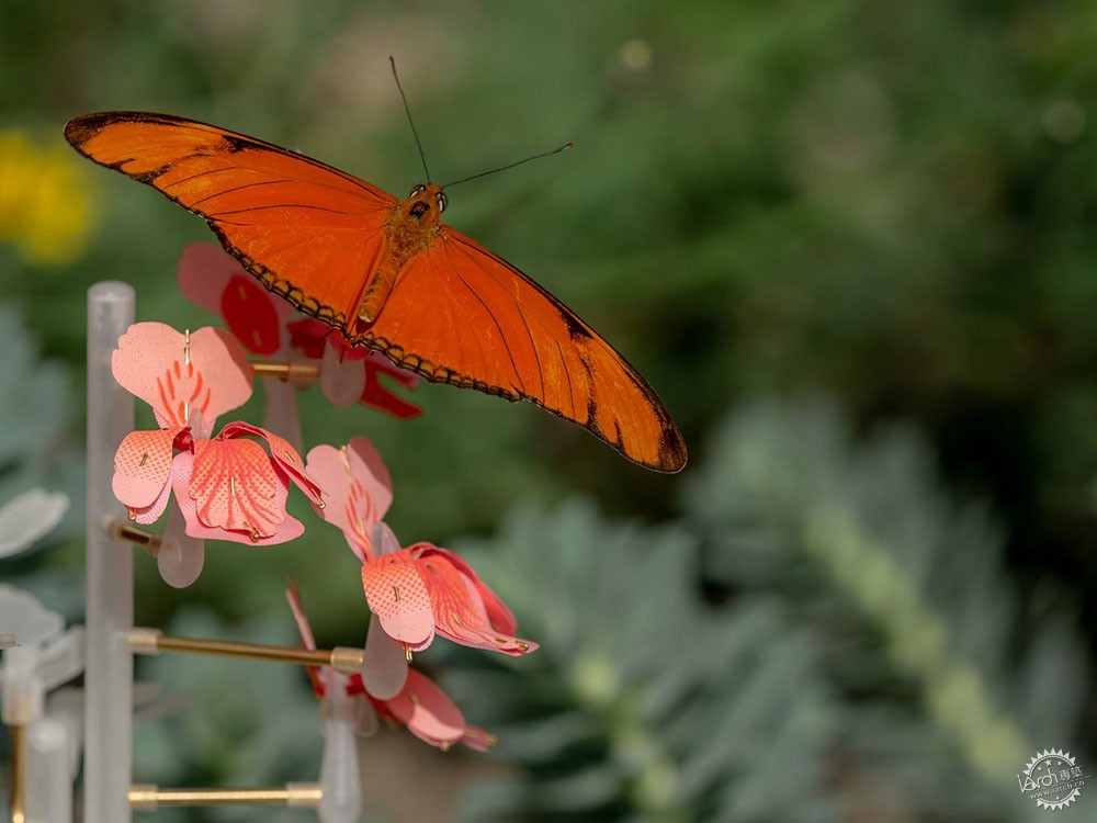 面对城市里日益减少的昆虫,设计师能做些什么?